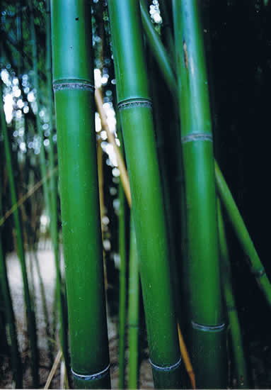 Steve Ray S Bamboo Gardens